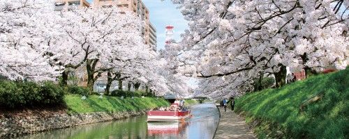 近日開花！　とやまの桜スポット　おすすめ３選！　