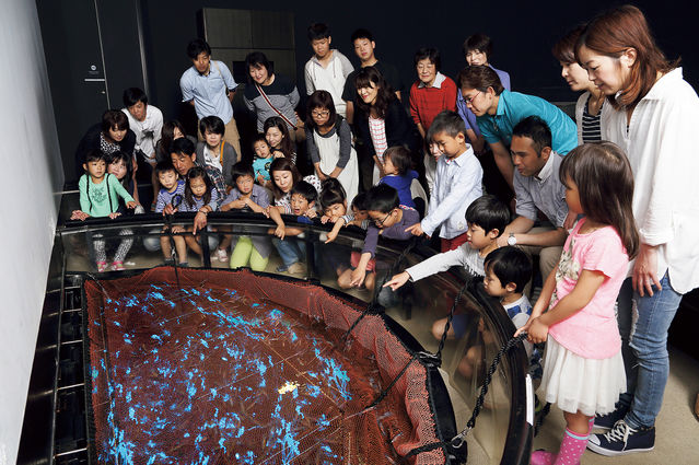 富山のニッチな博物館「ほたるいかミュージアム」で幻想的なほたるいかを見に行こう