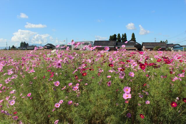 【富山のお花畑】砺波の散居村にある、満開のコスモス畑