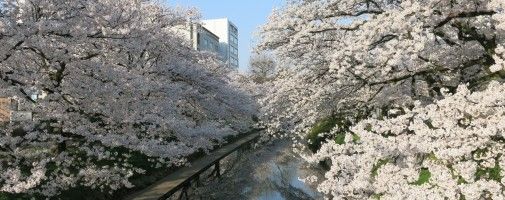富山のお花見ガイド！　富山市の桜スポットをまとめてご紹介♪