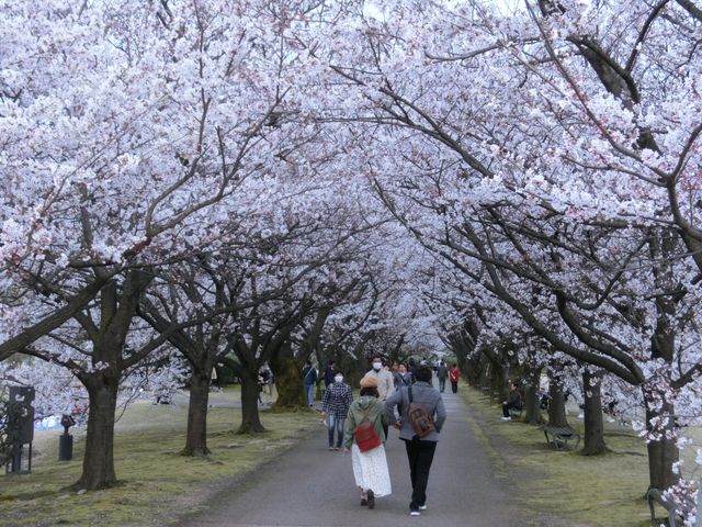富山のお花見ガイド 富山市の桜スポットをまとめてご紹介 日刊オンラインタクト 富山のイベント情報を日々お届けいたします