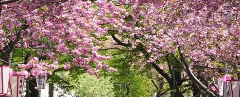 富山のお花見ガイド！　県西部の桜スポットをまとめてご紹介♪