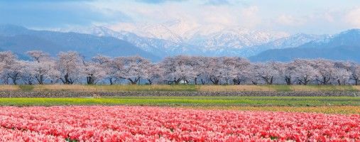 富山のお花見ガイド！　県東部の桜スポットをまとめてご紹介♪