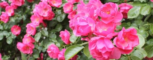 【富山のバラ園情報】今がバラの見頃！県内の美しいバラ園・ローズガーデンを見に行こう！