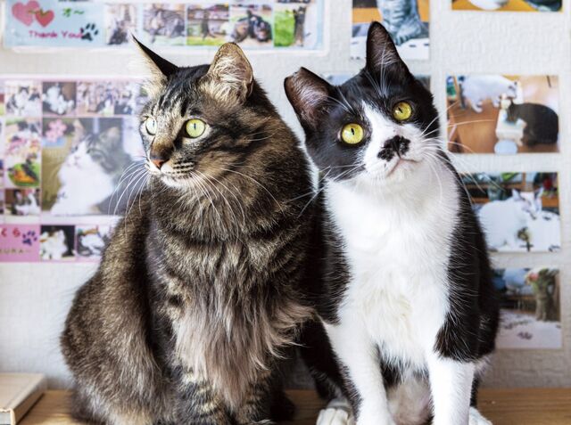 かわいい動物たちに会える 富山のお店をご紹介 猫カフェの看板にゃんこ 日刊オンラインタクト 富山のイベント情報を日々お届けいたします