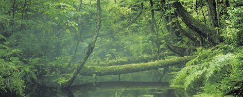 【夏のパワースポット】緑いっぱいの神秘的な非日常空間！ 富山のおすすめ散策スポットをご紹介