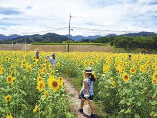 【富山ひまわり】夏の風物詩！南砺市城端のひまわり畑を見に行こう【イベントも開催】