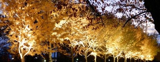 【富山の紅葉】秋も深まる季節、まちなかのイチョウ並木がライトアップされます！