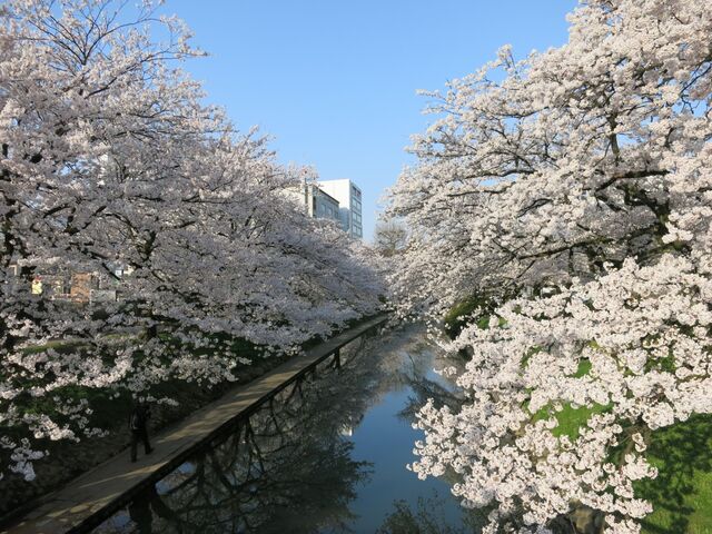 富山のお花見情報！ 県内のおすすめ桜スポットをまとめてご紹介