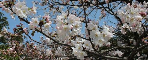 【富山の神社】春になったら桜詣！ 『髙瀬神社』春の参拝についてご紹介