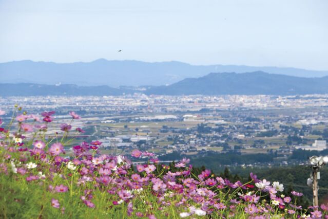 【富山イベント】砺波市で『となみ夢の平コスモスウォッチング』が開催