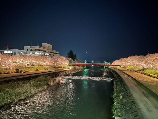 【富山イベント】南砺市で『ふくみつ千本桜ライトアップ』が開催