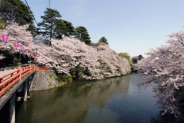【富山イベント】高岡市で『高岡桜まつり』が開催