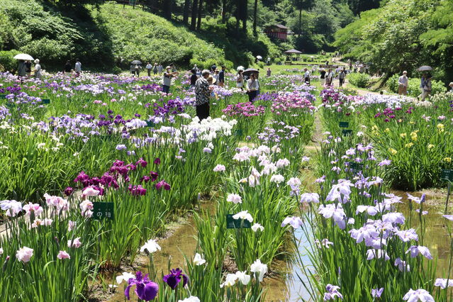 【富山イベント】砺波市で『第40回 頼成の森 花しょうぶ祭り』が開催