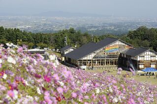 【富山イベント】砺波市で『となみ夢の平コスモスウォッチング』が開催