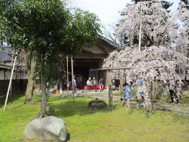 【富山イベント】南砺市で『城端しだれ桜まつり』が開催