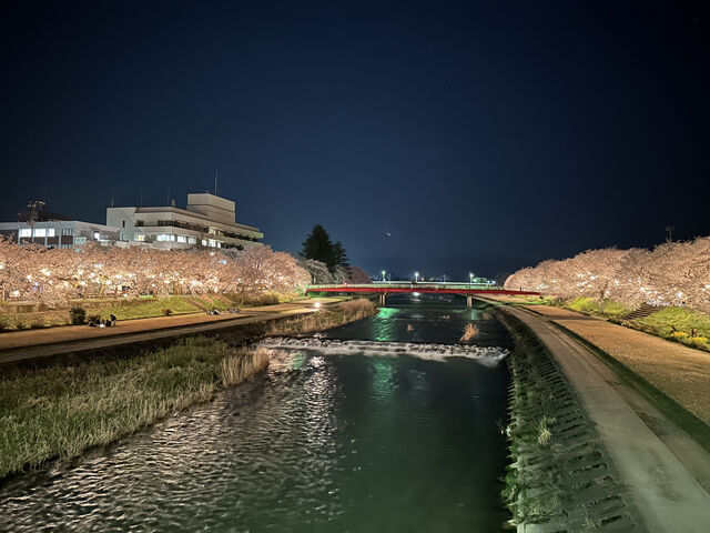 【富山イベント】南砺市で『ふくみつ千本桜ライトアップ』が開催