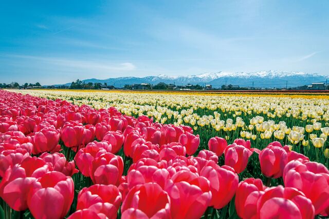 【富山イベント】入善町で『にゅうぜんフラワーロード2026』が開催