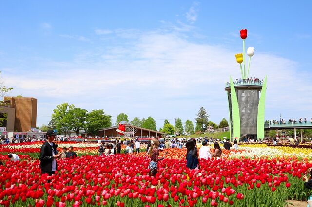 【富山イベント】砺波市で『2026となみチューリップフェア』が開催