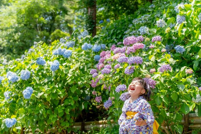 【富山イベント】射水市で『2026あじさい祭りin太閤山ランド』が開催