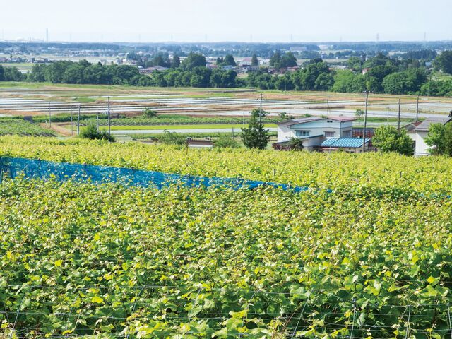 【新潟へ日帰り旅】豊かな食・発酵文化と歴史が息づく５つのスポット～新潟県 上越・妙高～