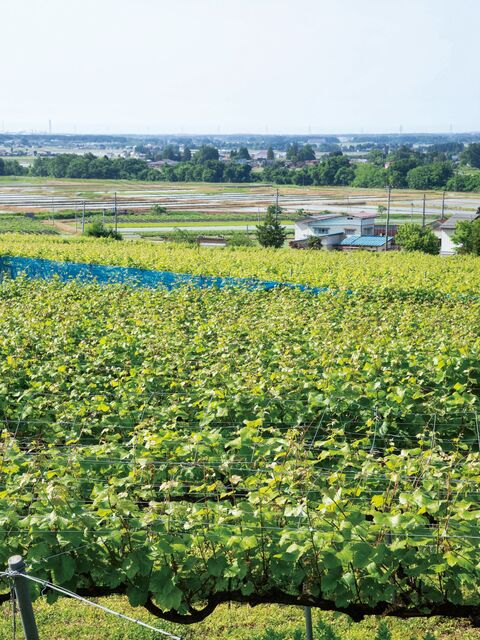 105950_02.jpg