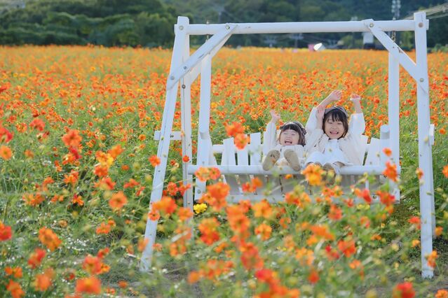 【富山イベント】南砺市で『第16回キバナコスモスまつり』が開催