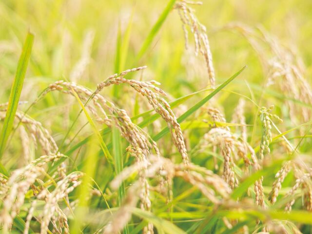 【富山の新米】炊きたてに添えたい！ごはんがすすむ、富山の味
